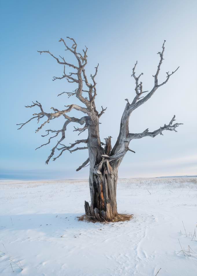 Dead Tree in Winter