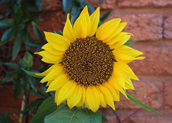 Sunflower in Bloom