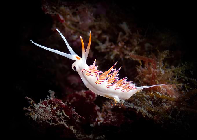 Hervia peregrina on Seaweed