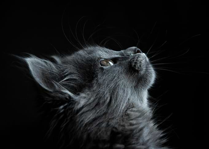 Gray Cat Portrait