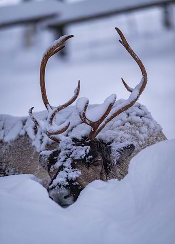 Sleeping Reindeer in Snow