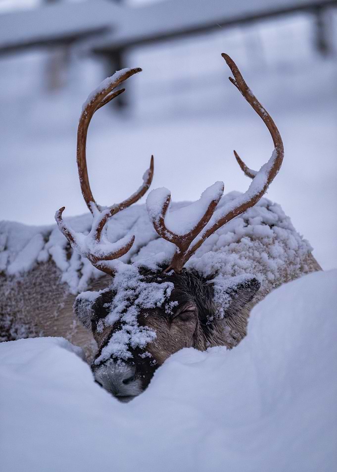 Sleeping Reindeer in Snow