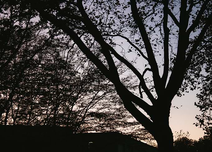Silhouetted Tree at Dusk