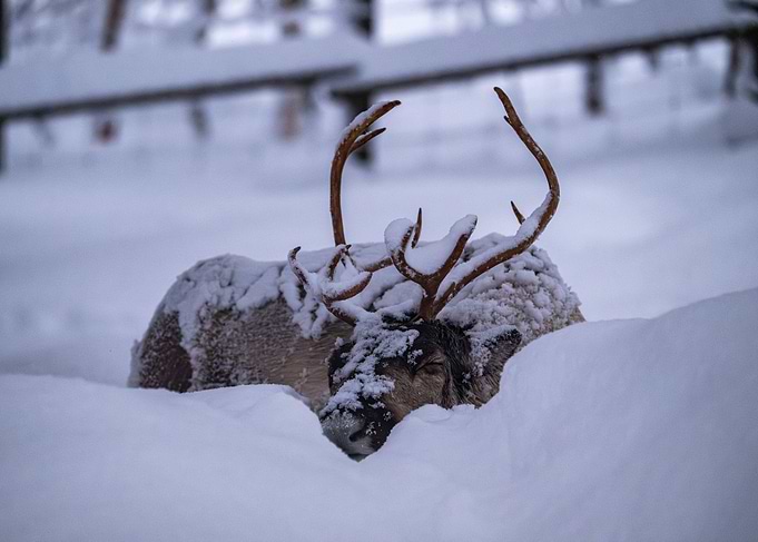Reindeer Sleeping in Snow