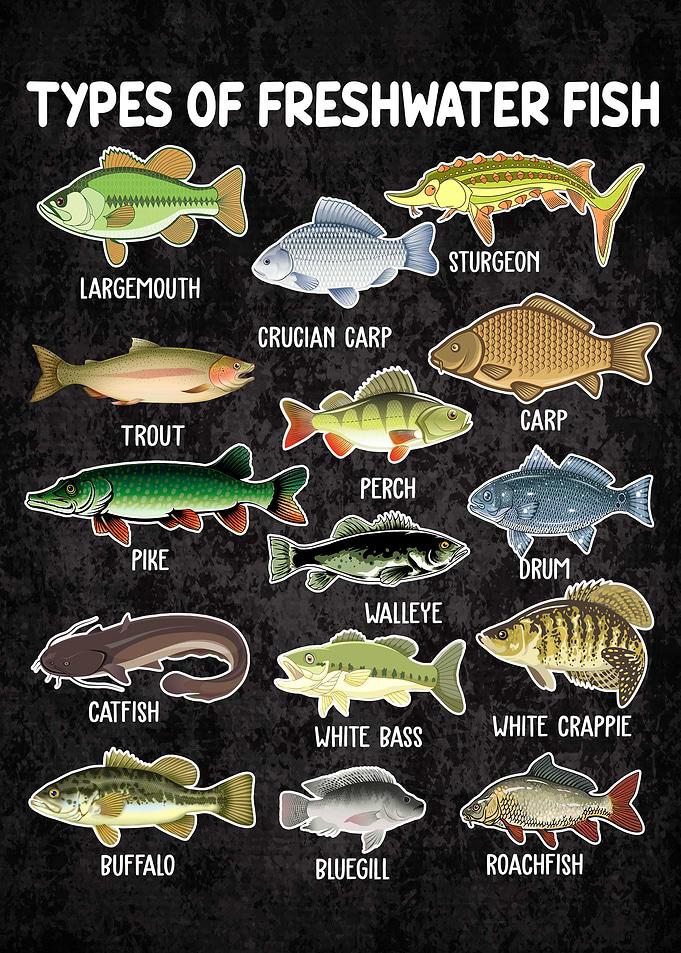 Types Of Freshwater Fish Funny Kids Fishing