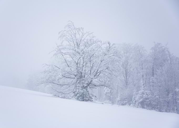 Snowy Forest Landscape, Poland
