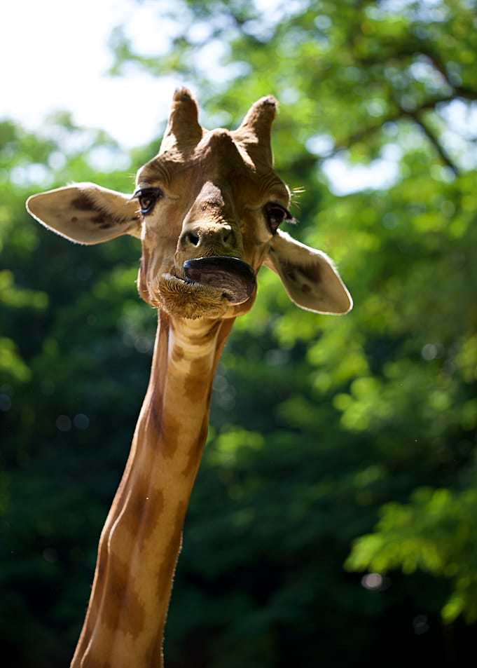 Giraffe Close-Up
