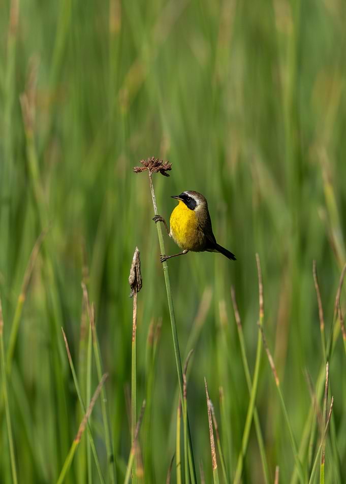 Common Yellowthroat