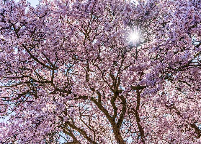Cherry Blossom Tree