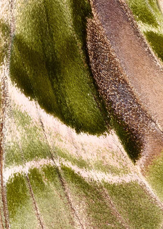 Moth Wing I