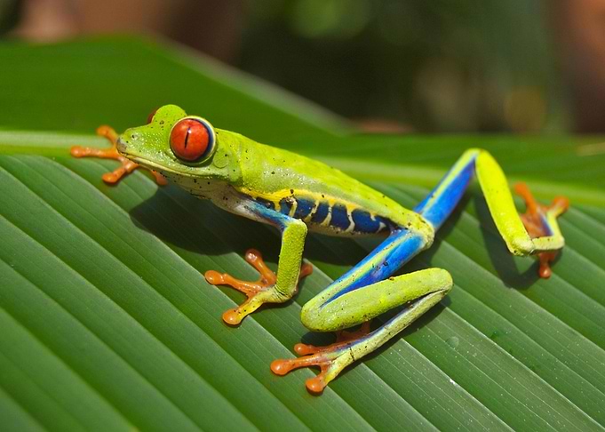 Red-Eyed Tree Frog on Leaf