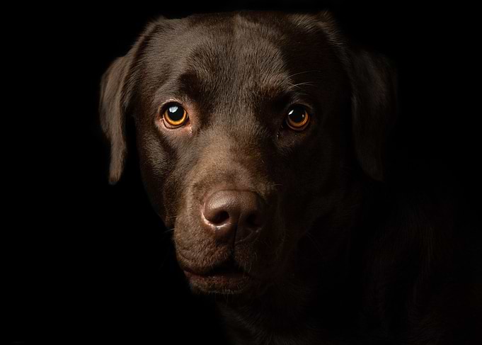 Chocolate Labrador Portrait