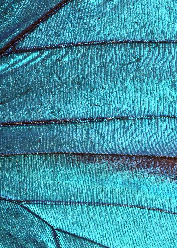 Butterfly Wing VI