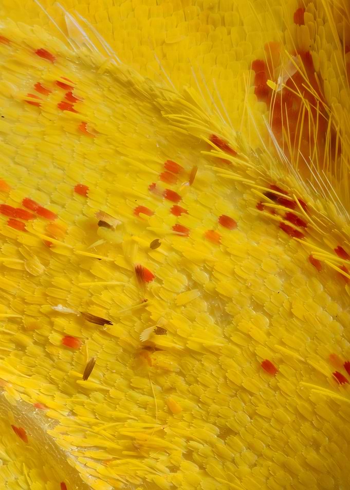 Butterfly Wing VIII