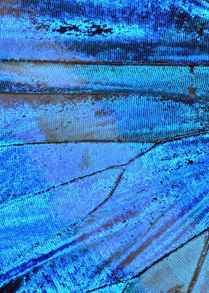 Butterfly Wing VII
