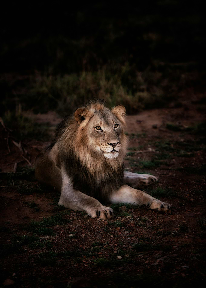 Majestic Lion in the Wild