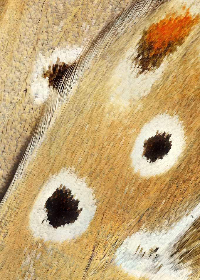 Butterfly Wing II