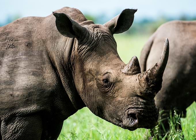White Rhino Close-Up