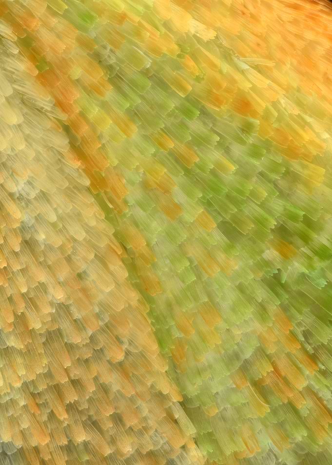 Butterfly Wing V
