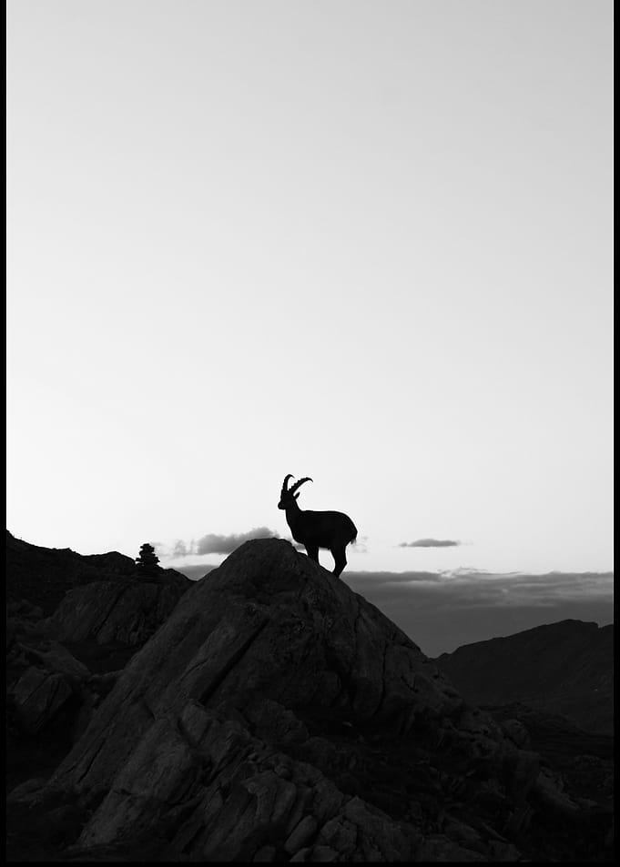 Mountain Goat Silhouette