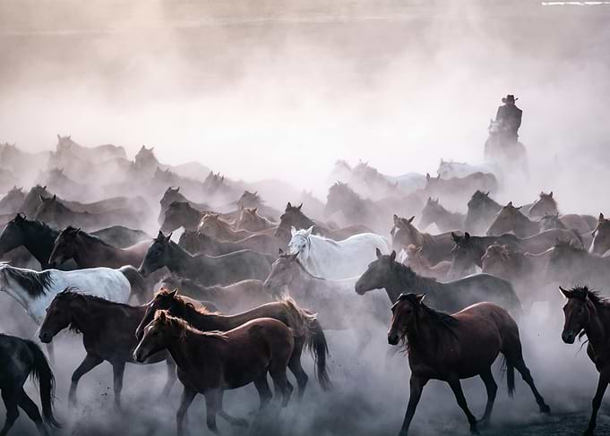 Wild Horse Herd Running