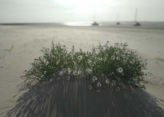 sea rockets