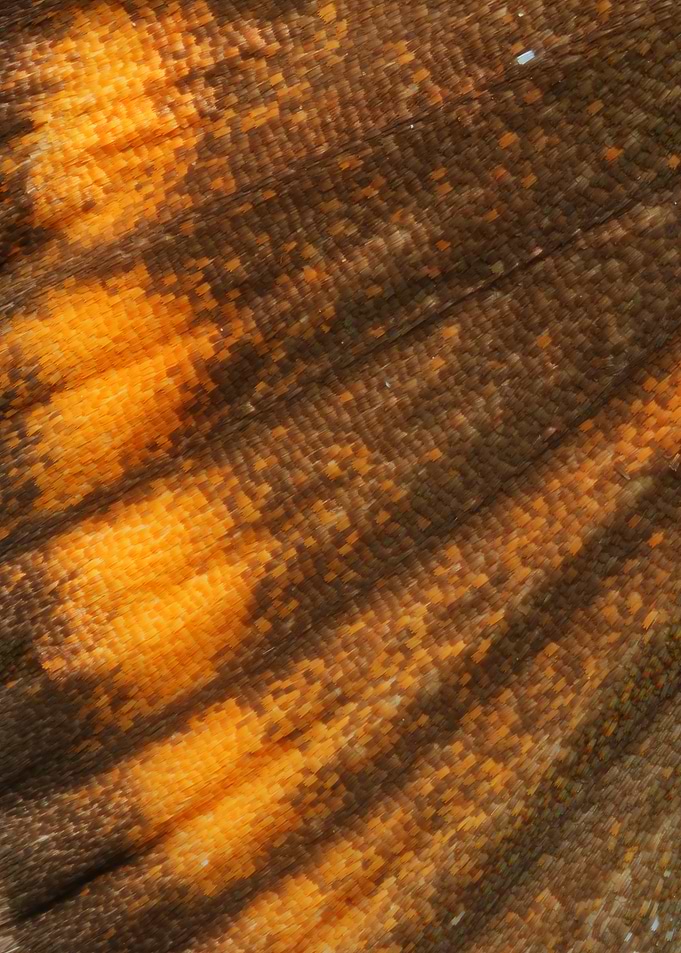 Butterfly Wing IX