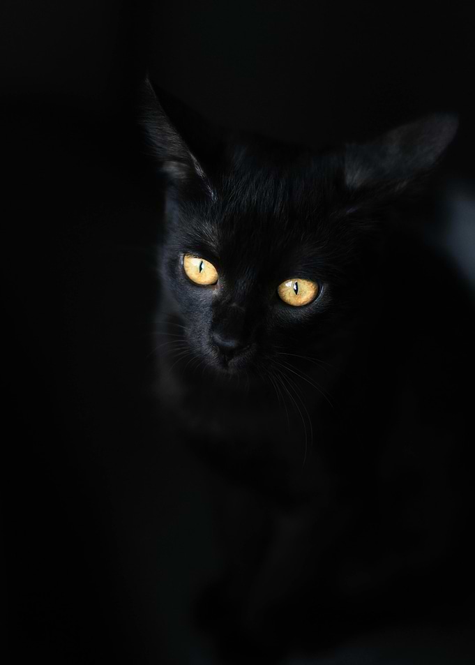 Black Cat with Yellow Eyes
