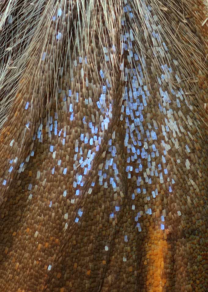Butterfly Wing III