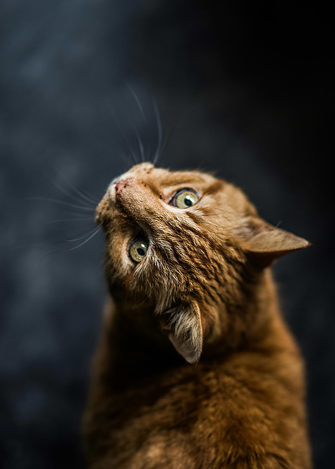 Curious Ginger Cat