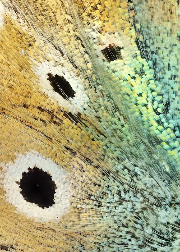 Butterfly Wing I