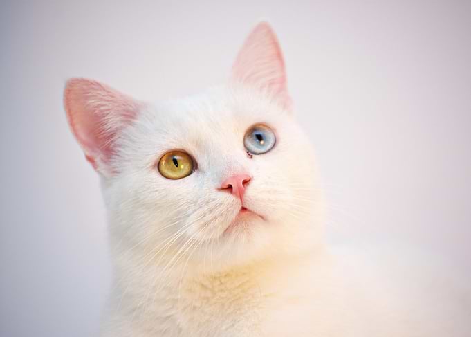White Cat with Heterochromia