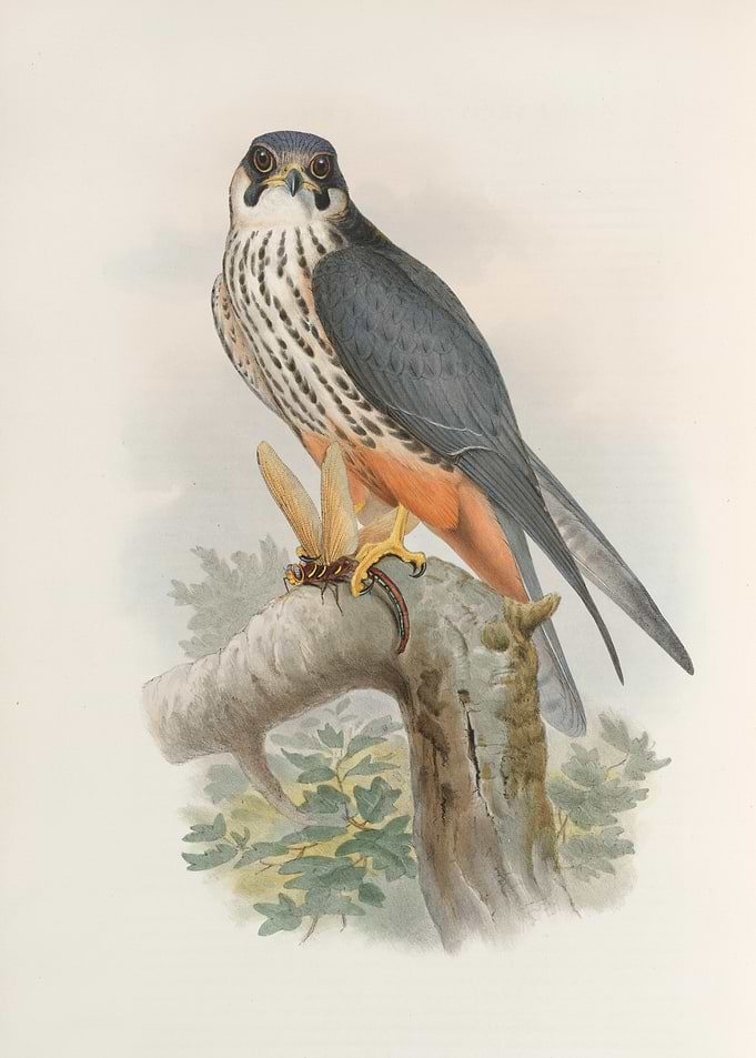 Falcon on Branch
