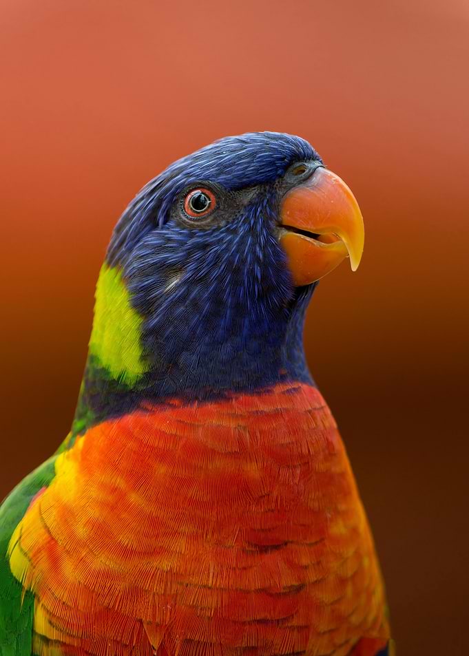 Rainbow Lorikeet Portrait