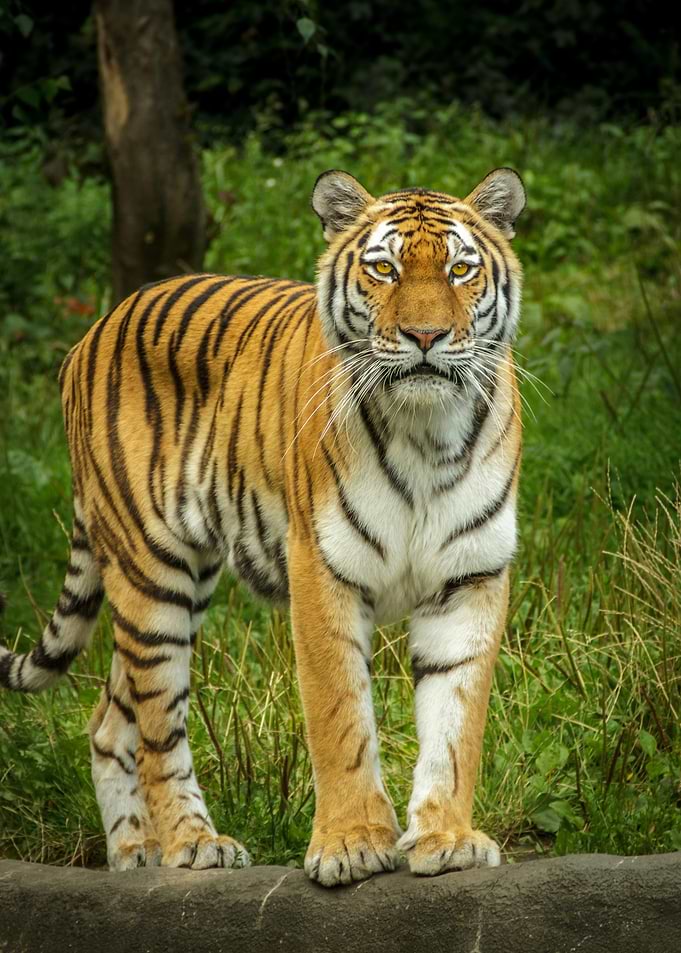 Tiger in the Wild