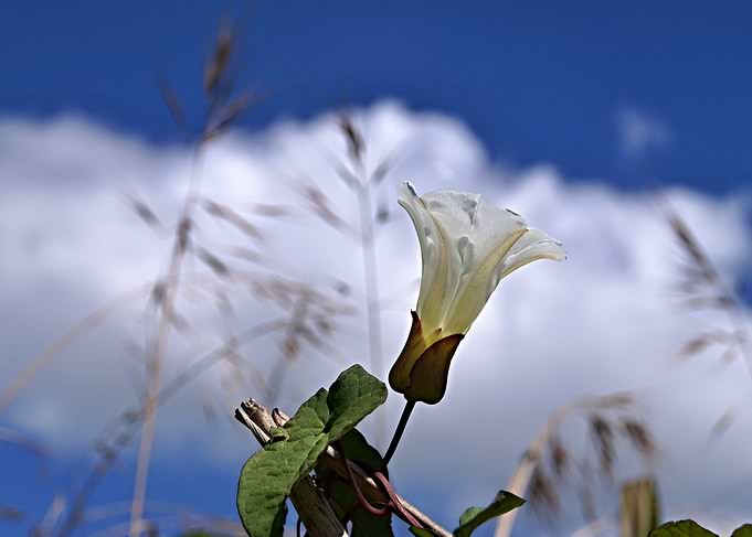 White trumpet flower Against Blue Sky