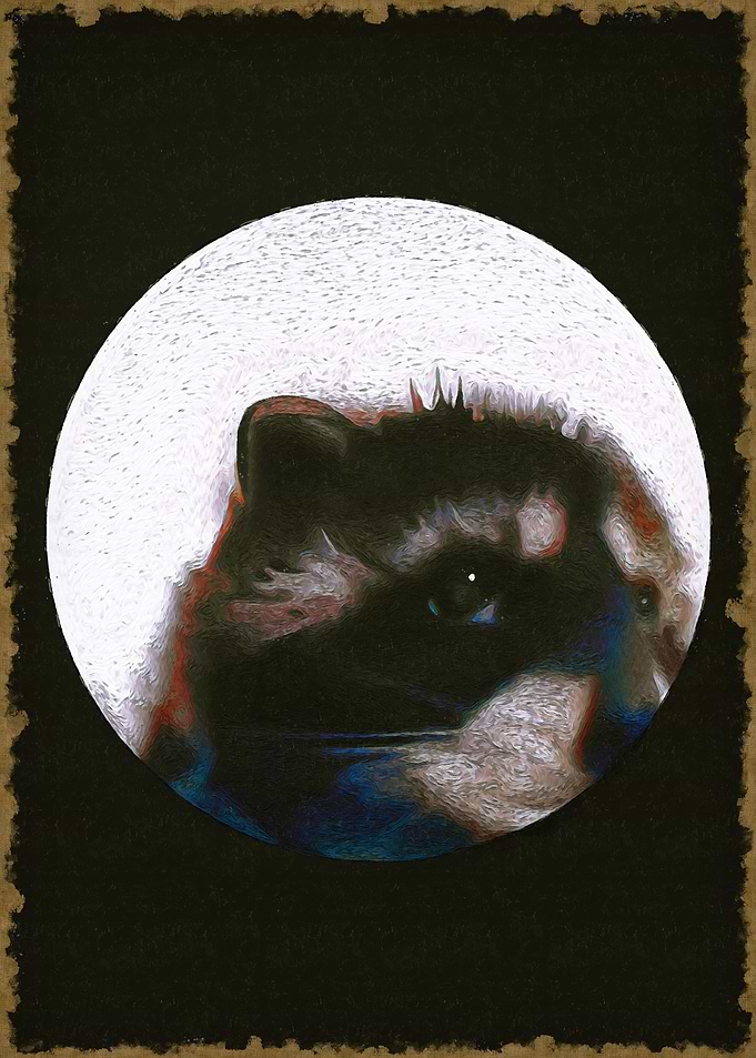 Raccoon in the Moon