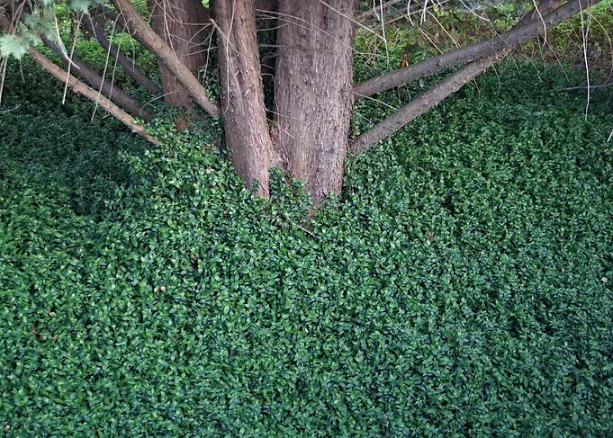 Tree Trunk and Ivy
