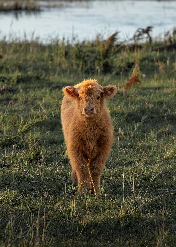 Highland Calf in Field