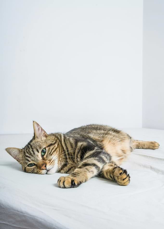 Tabby Cat Relaxing on Bed