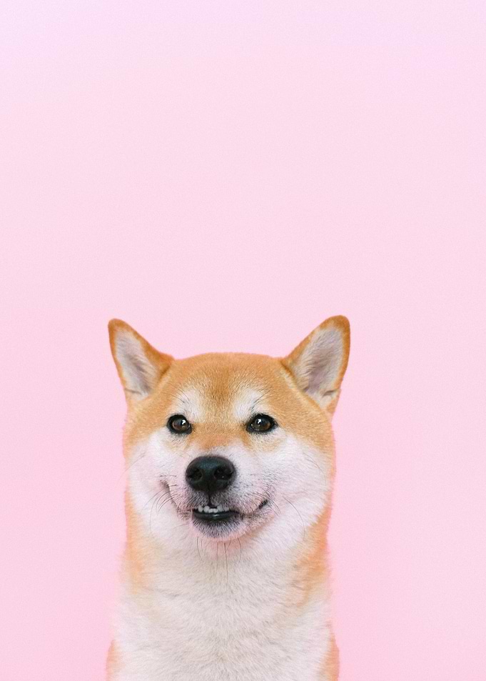 Smiling Shiba Inu