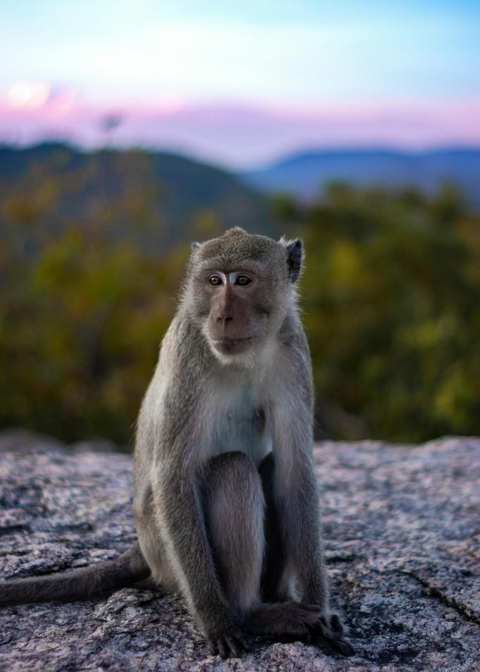 Monkey on a Mountaintop