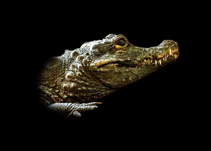Crocodile Close-Up