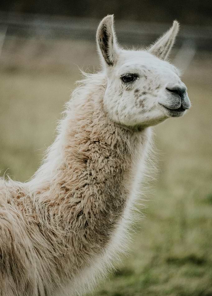 White Llama Portrait