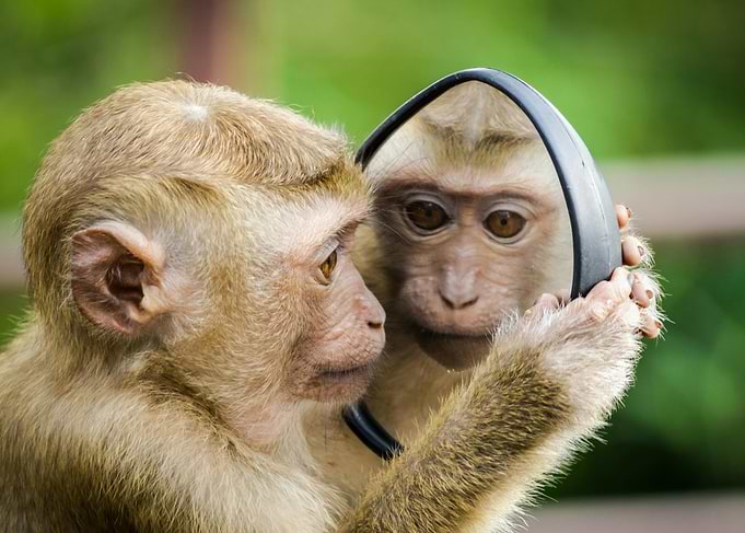 Monkey Looking in Mirror