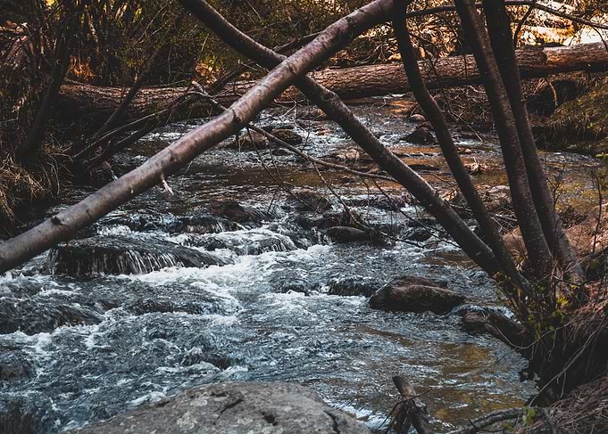 A Forest Stream