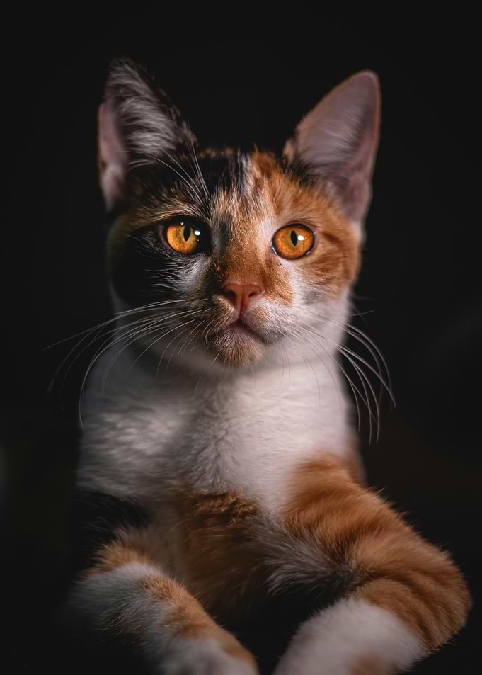 Calico Cat Portrait