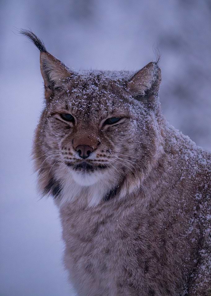 Lynx in Winter