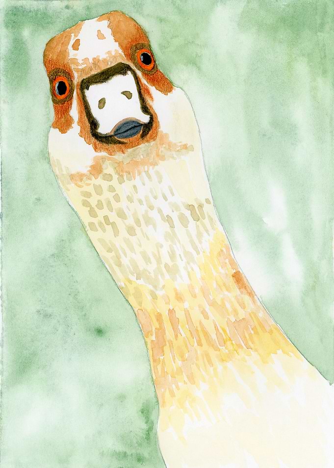 Surprise, Watercolor Goose Portrait Illustration