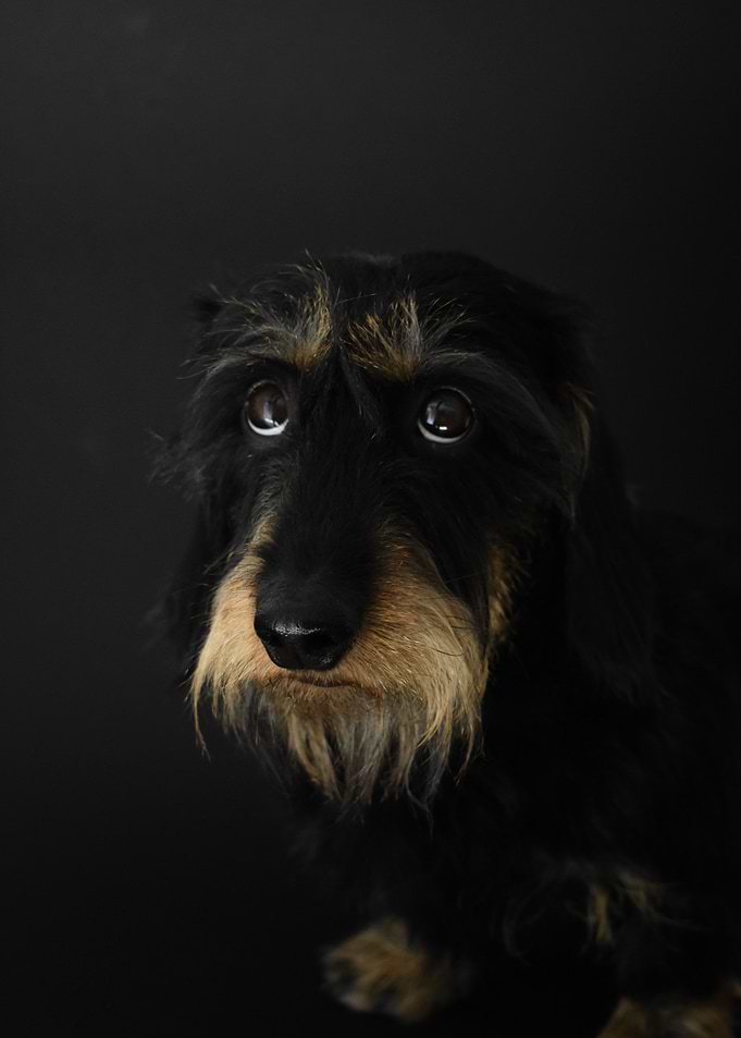 Dachshund Portrait